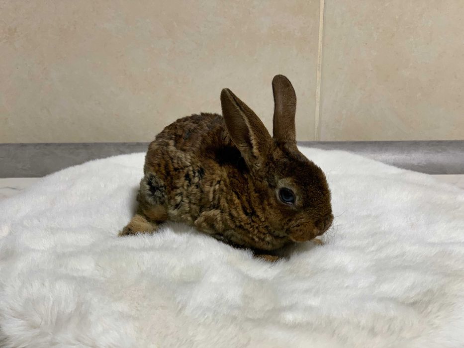 Кролики декоративные