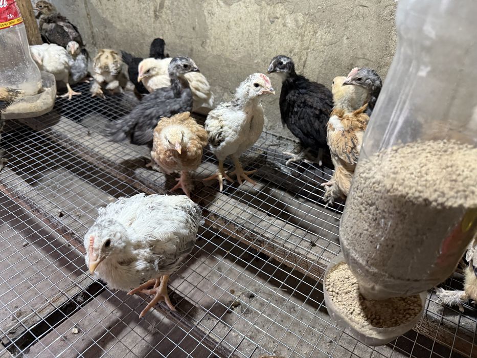 Продам домашних цыплят