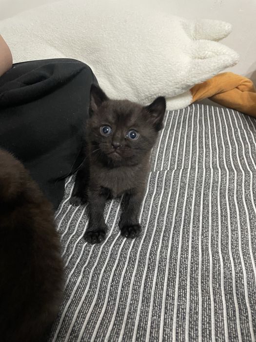 Отдам котят,  все девочки.