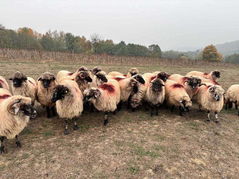 Disponibile 25 de bucăți