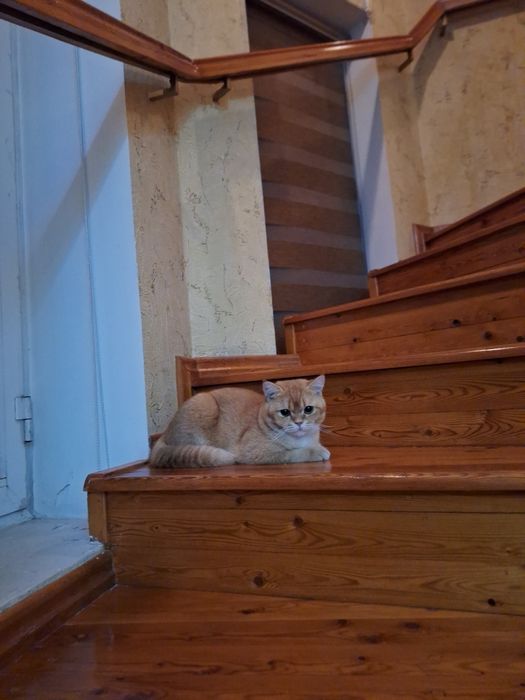 Skottish strayt 10 oylik