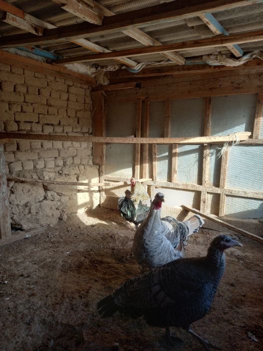 Тауыклар сатылады