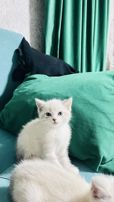 Отдам котят  в добрые руки