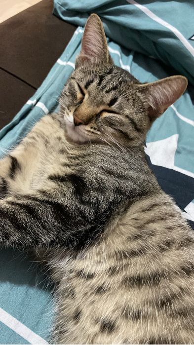 Отдам кошечку в добрые руки