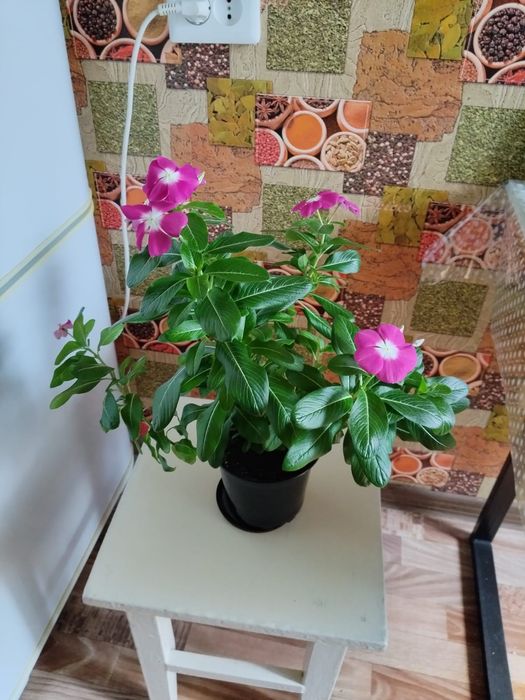 Продам цветы цветущие