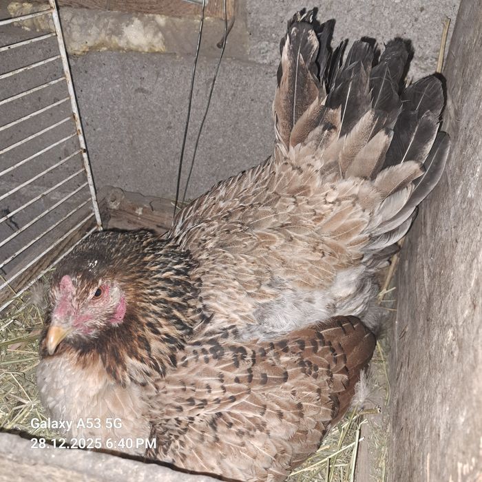 Продам Курицу квочку