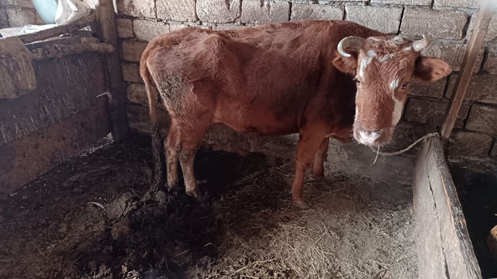 Сиыр сатылады. 4 туған сиыр жаксы семиз. Калага жеткизип беремиз