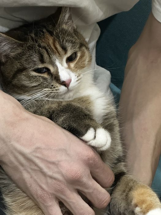 Кошка, домашняя кошка.