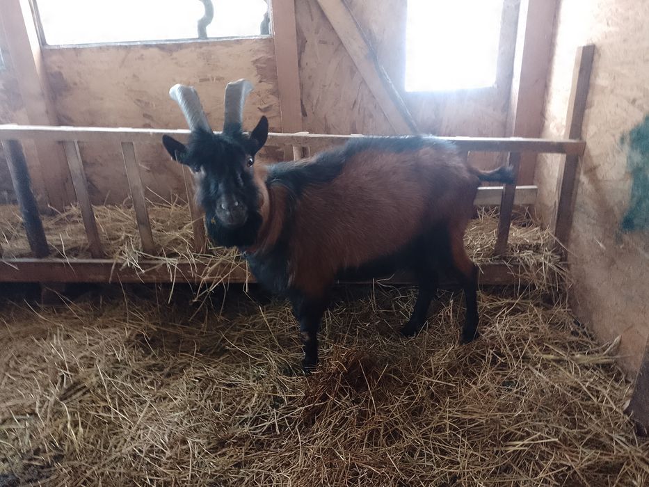 Berbec doorper și un țap alpin freancez