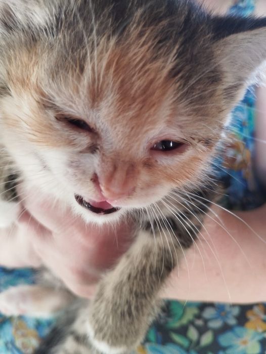 Продам котят, 4 шт