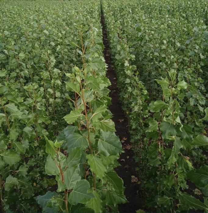 Тополь пирамидальный