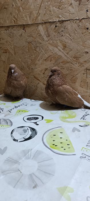 Голуби мелитопольские