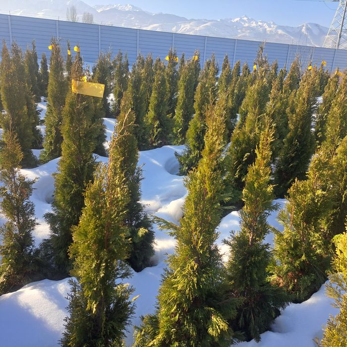 Туи,смаракт,бробан.