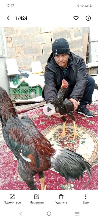 Дакан балапандарын сатылады