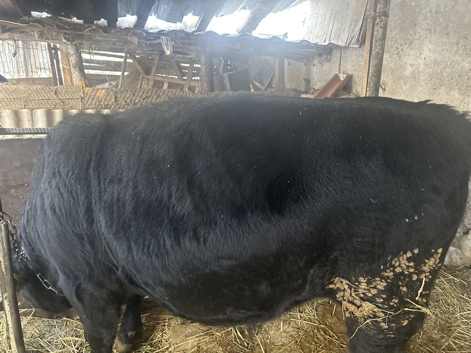 Пподам бычка 1.3