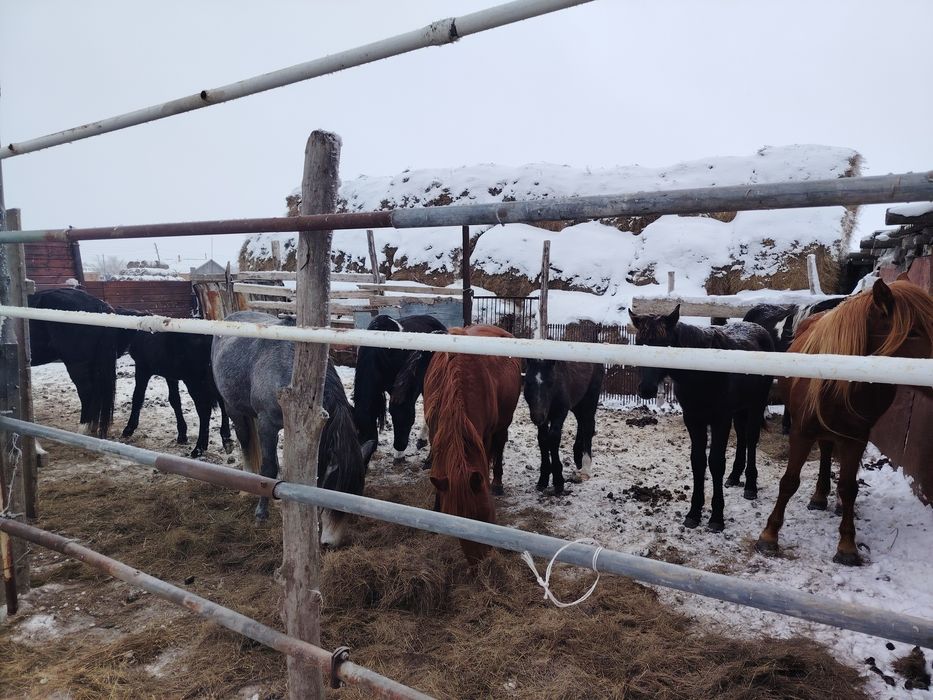 4 Кулынды биелер