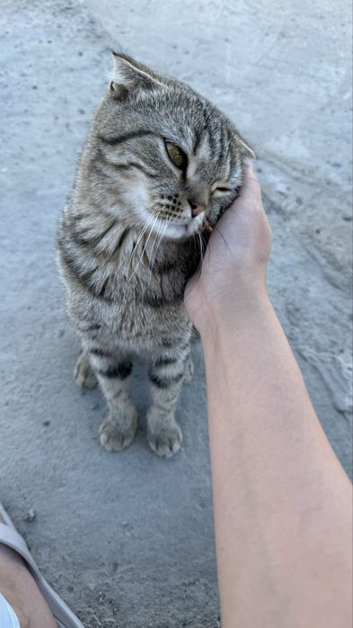 шотландская вислоухая