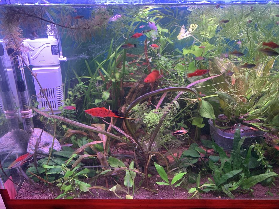 Готовый аквариум