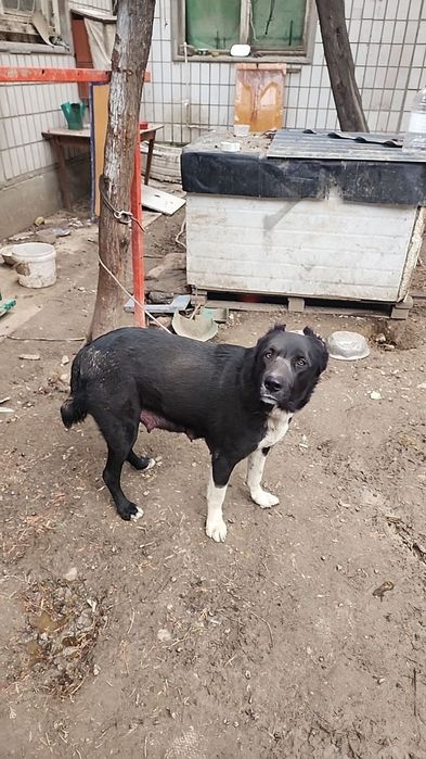 Продаётся щенки алабая