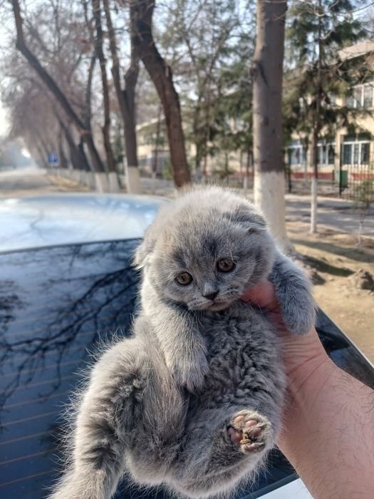Мушукчалар сотилади