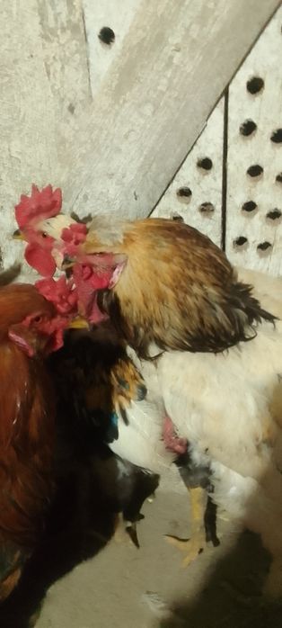Продам молодых петухов