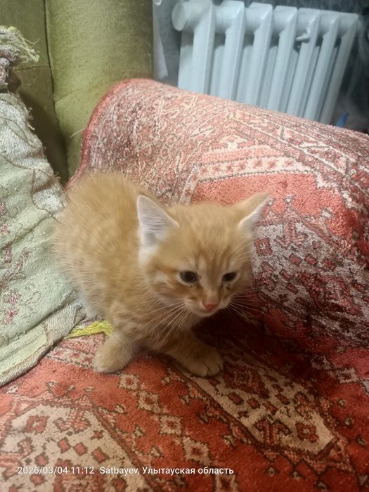 Отдам в добрые руки.