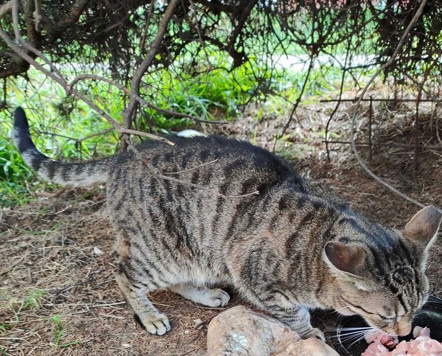 Doi motănei își caută un cămin plin de iubire