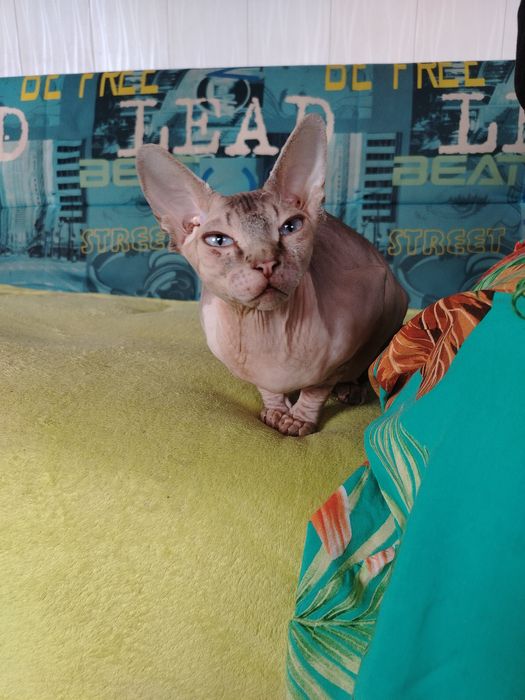 Котята сфинкс красивые котята