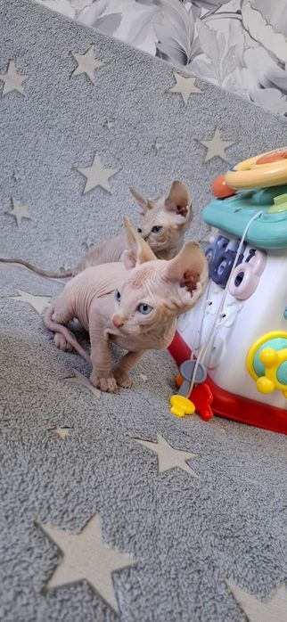Котята канадского сфинкса