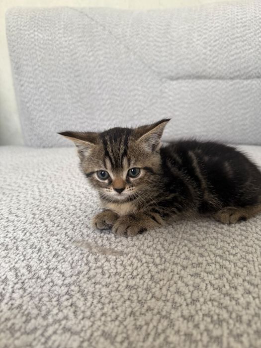 Продам породистых котят