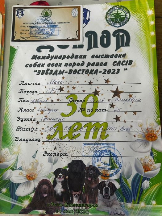 САО кобель для вязки