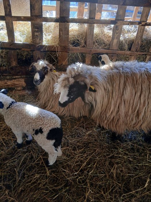 Vind 2 oi tinere cu miel,și 2 noatine breze si un berbec