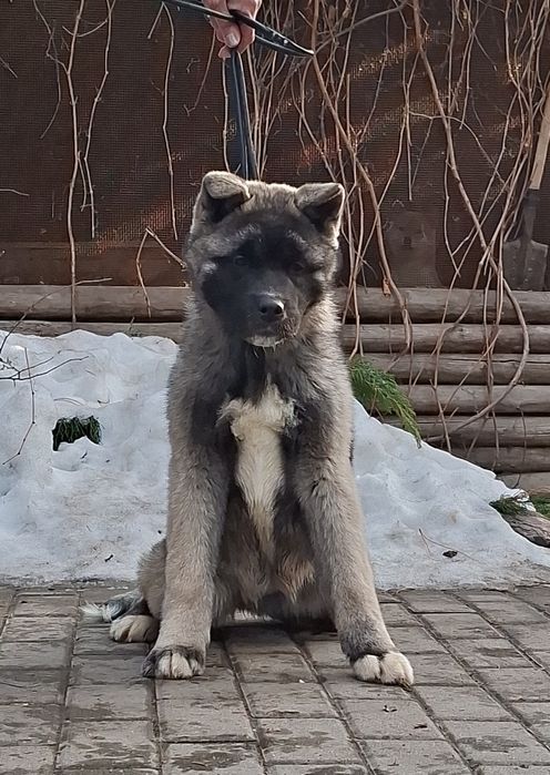 Американская акита щенки