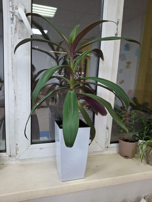 Комнатные  цветы