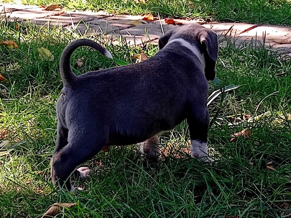 Disponibilitate pentru rezervare pui American Bully xl cu Pedigree acum de 5 săptămâni vor părăsi cuibul de la 8 săptămâni.Detali la Nr 0787332048