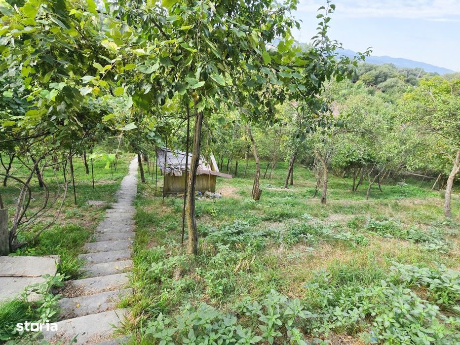 Teren intravilan 1600mp | Front 26m | Grigorescu | Zona strazii Donath