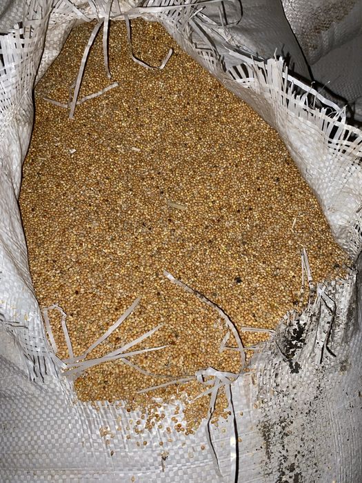 Продам просо чистое