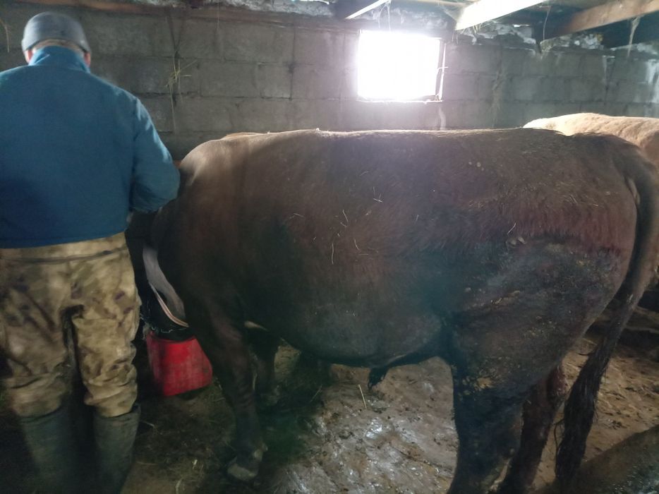 Продам бычки на откорме