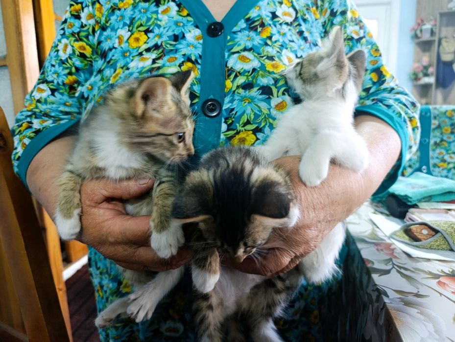 Отдам за даром котят