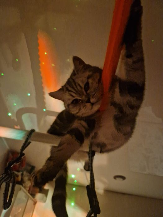 Отдам кошку в добрые руки