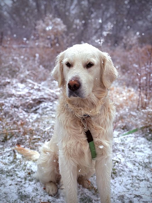 Золотистый ретрирвер для вязки