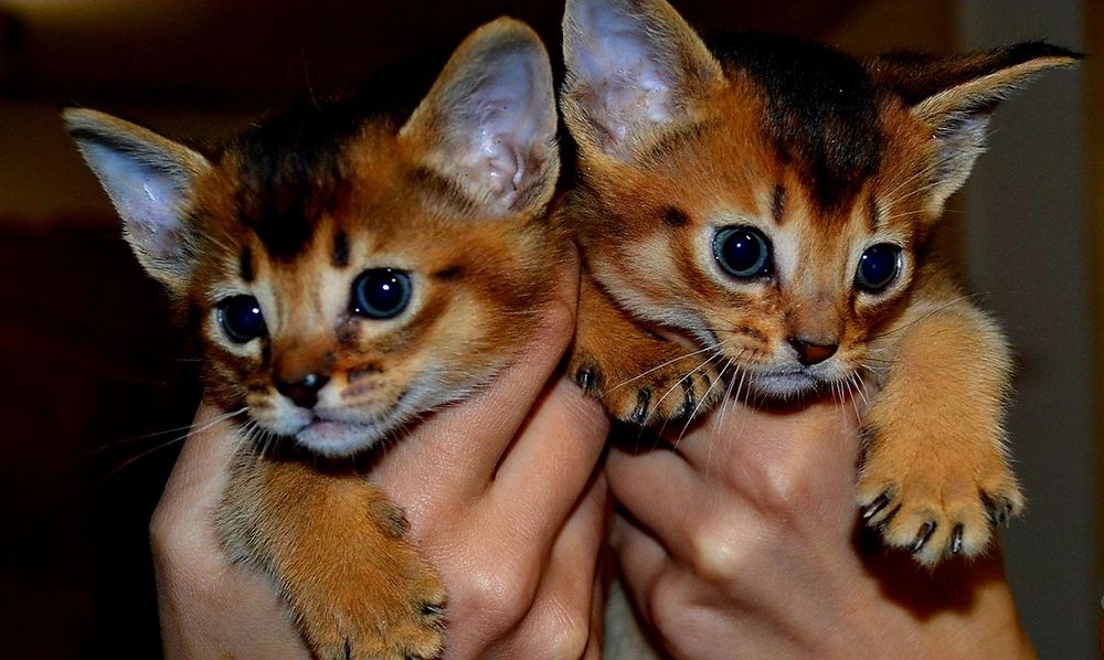 Продажа АБИССИНСКИЕ - kittens