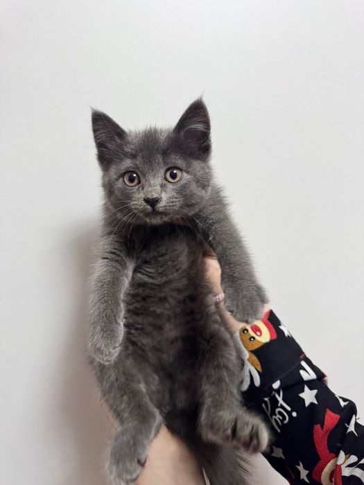 Кошечка в добрые руки