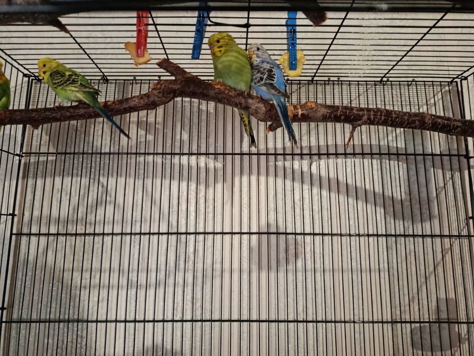 Пара карелл с клеткой