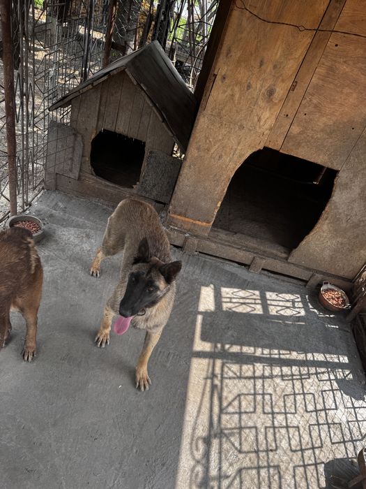 MALINOIS PREMIUM – Pui Excepțional din Linie cu Pedigree | Inteligență & Protecție de Top