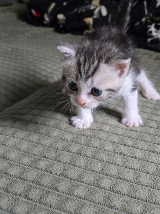 Отдам котят в добрые руки