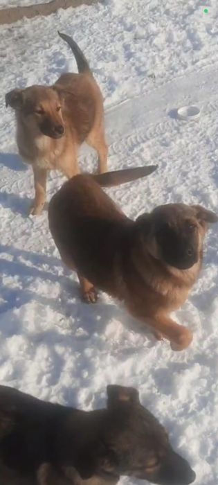 Привитые щеночки. В добрые руки.