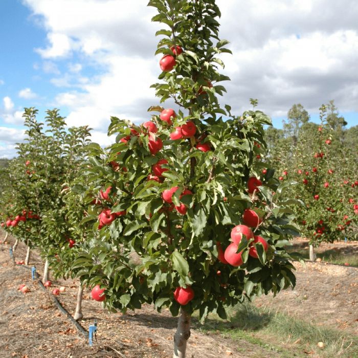 Pomi Fructiferi  mar soiul  pink lady