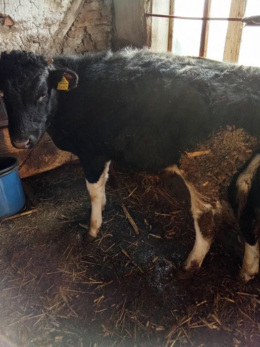 Taur și vițea de vânzare