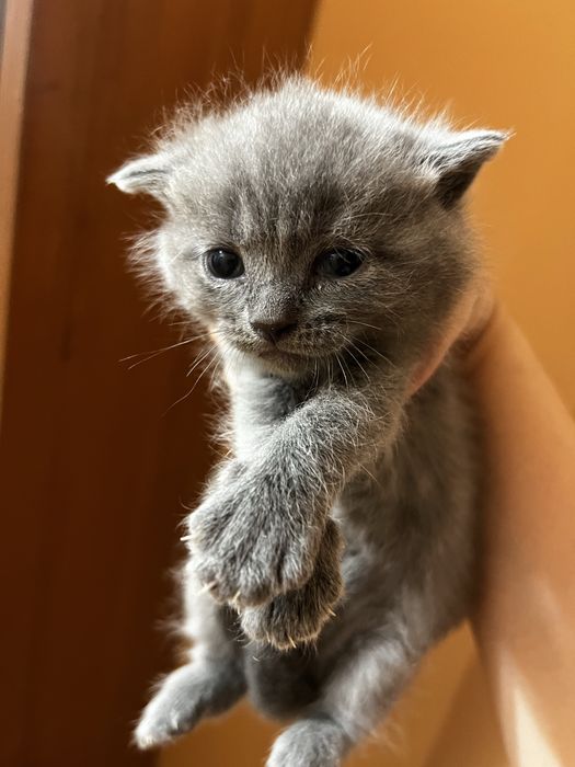 Продам котенка.